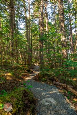 Battery Point Trail, Haines, Alaska. May