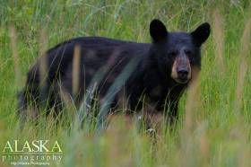 Black Bear