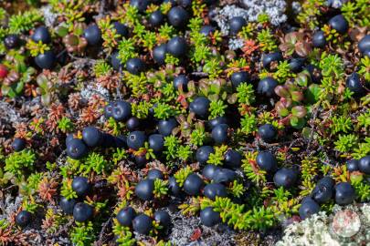 Black Crowberry