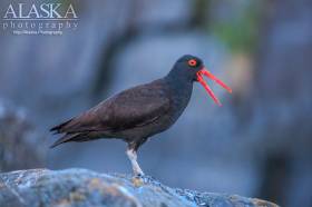 A black oystercatcher calls from the rocks on the shores of Port Valdez.