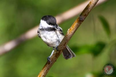 Black-capped Chickadee