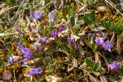 Blackish Locoweed