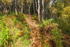 Blueberry Knoll Trail as it begins the elevation climb.