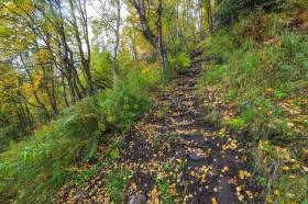 Blueberry Knoll Trail as it runs across the face of the hillside, held together by roots.