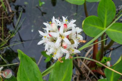 Bogbean