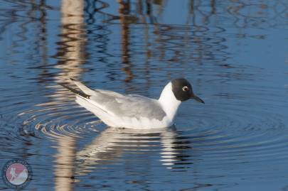 Bonaparte's Gull