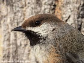 Boreal Chickadee