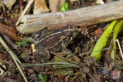 dentify Alaskan Amphibian Species