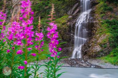 Fireweed with Bridal Veil Falls in the background. Valdez, Alaska.