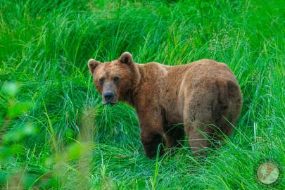 Identify Alaskan Mammal Species