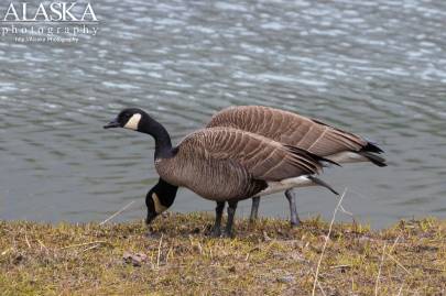 Canada Goose