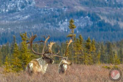 Caribou