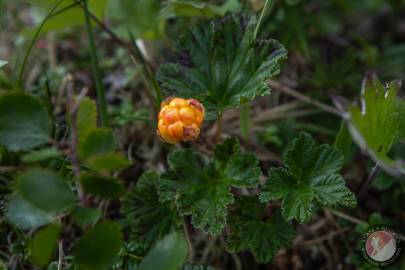 Cloudberry