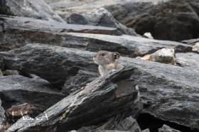 Collared Pika