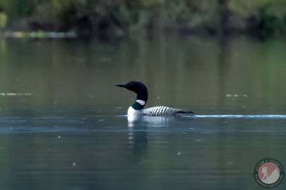 Common Loon