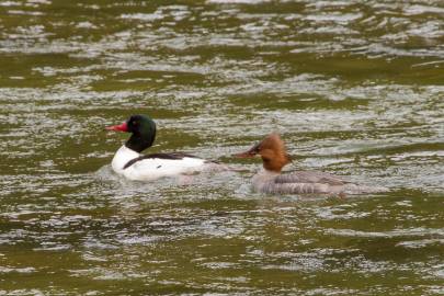 Common Merganser