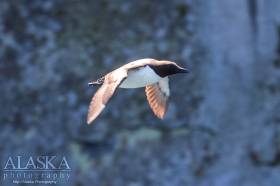 Common Murre