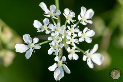 Cow parsley