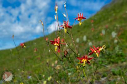 Crimson Columbine