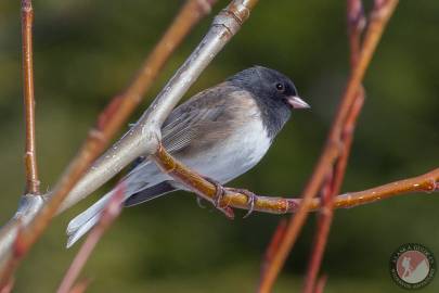 Dark-eyed Junco