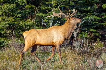 Elk