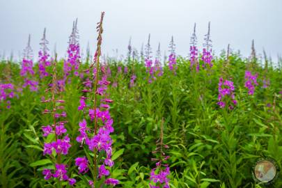 Fireweed