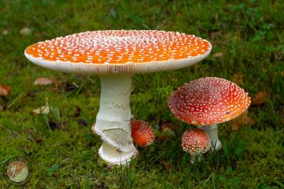 Identify Alaskan Mushroom Species