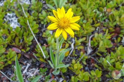 Snow arnica