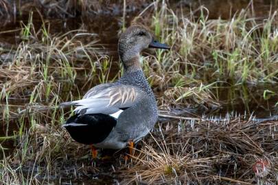 Gadwall