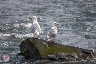 Glaucous-winged Gull