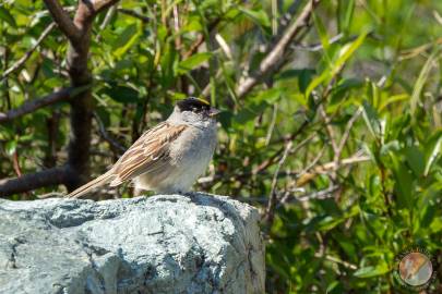 Golden-crowned Sparrow