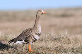 Greater White-fronted Goose