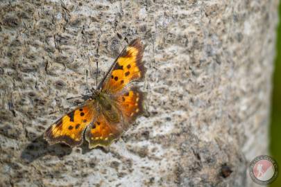 Green Comma