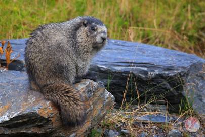 Hoary Marmot