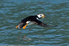 Horned Puffin