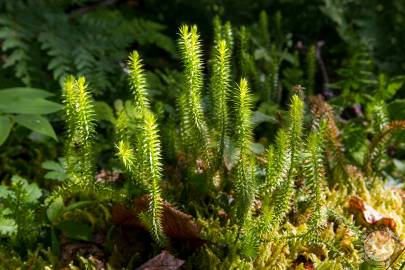 Identify Alaskan Plant Species