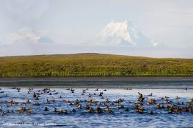 Steller's Eiders in Izembek Lagoon. Isanotski Volcano in background. Jeff Wasley, USGS. Public domain