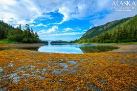 Jackson Cove at low tide on Glacier Island, Prince William Sound.