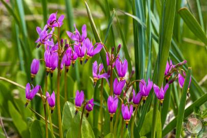 Identify Alaskan Wildflower Species