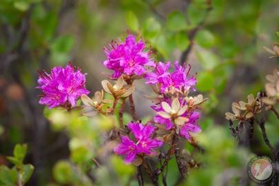 Lapland Rosebay