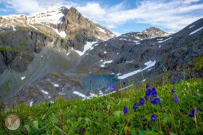 Larkspurleaf monkshood growing in the Chugach Mountains.