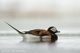 Long-tailed Duck