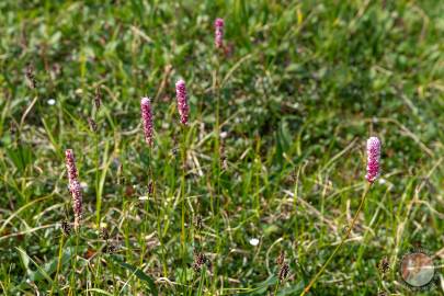 Meadow bistort