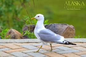 A new gull walks along at Eielson Center in Denali National Park.