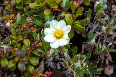 Mountain Avens