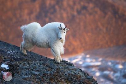 Mountain Goat