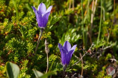 Mountain Harebell