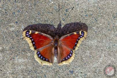 Mourning Cloak