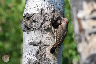 Northern Flicker