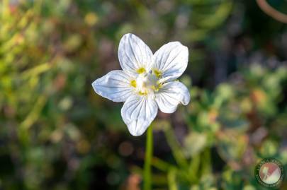 Northern Grass of Parnassus